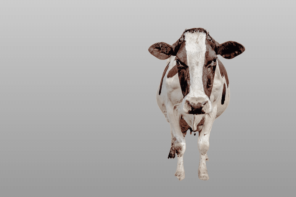 Nguni cow angle