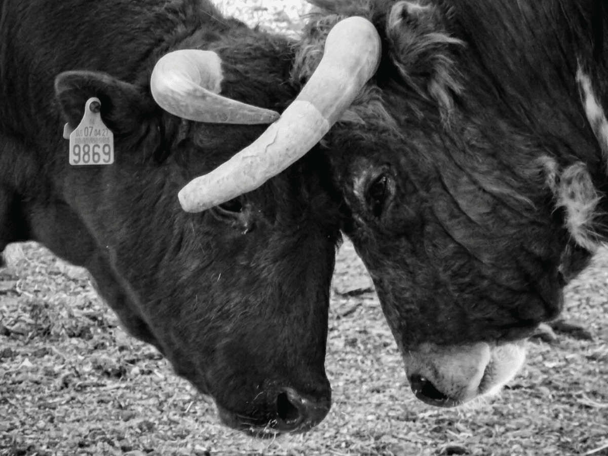 Couples Therapy Cattle Bold Therapy Services