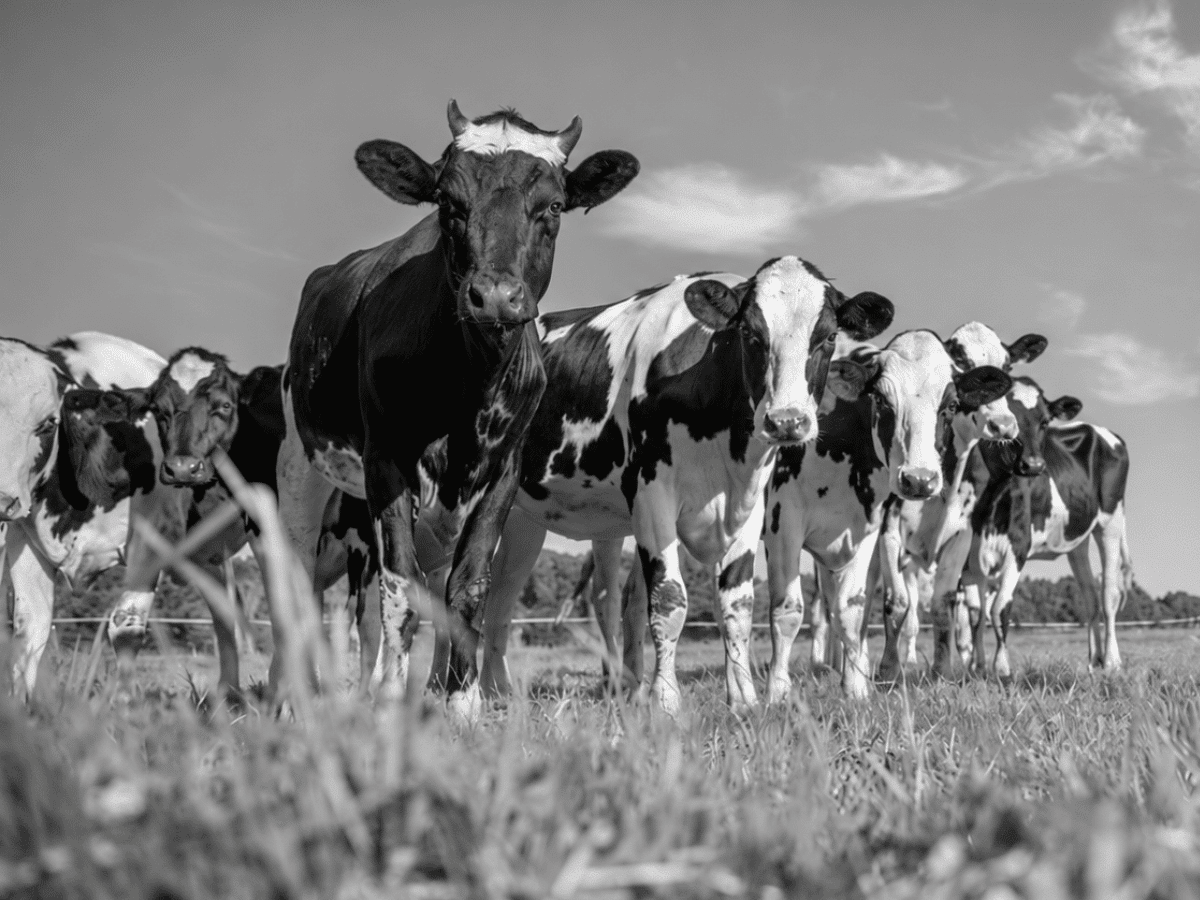 group therapy cows Bold Therapy Services