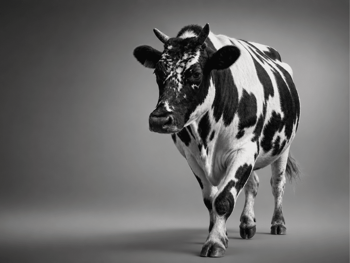 Individual therapy cows Bold Therapy Services